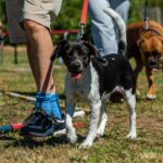 2022-06 - Club d'éducation canine de Vaugneray - 142 - Tosca (croisée chasse x beagle)